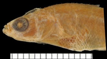 Media type: image;   Ichthyology 6395 Aspect: lateral head